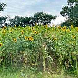 So many sunflowers on the way home.