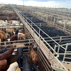 Visited thd largest cattle saleyards in Australia. Fascinating and disturbing at the same time!