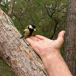 Forest friend