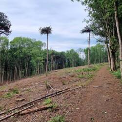 I was left wondering why did the forestry operators leave these 3 trees?