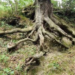 Impressed by the way this tree is hanging onto the bank despite its roots being exposed