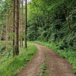 Much of the route up Long mountain is on forest tracks like this
