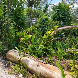 Ein tropisches Gelände 🌴