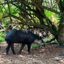 Ein Tapir 👍