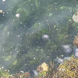 Im Hafenbecken von Tobermory: Sieht nach Quallenplage aus