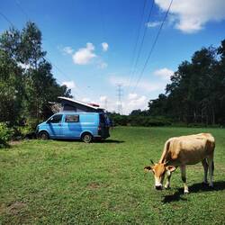 hier gibt es keine Früchte mehr zu sehen