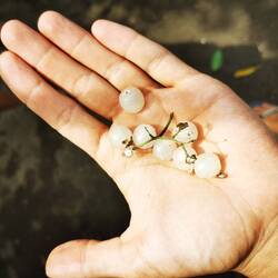 jaja auch das sind Früchtchen