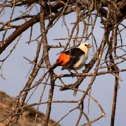 White Headed Buffalo Weaver