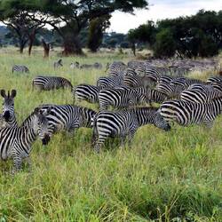 So many Zebras