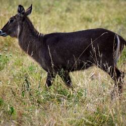 Waterbuck