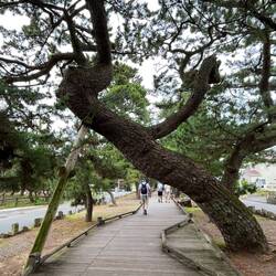 Walking iin the pines