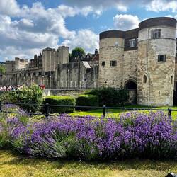 Beautiful flowers in front of the Tower of London