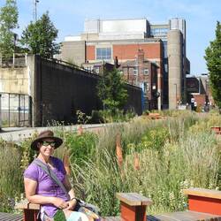 Part of the urban meadow in the Grey to Green project