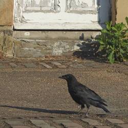 This mean crow kept attacking Abby when she tried to go outside 😢