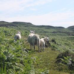 Die Schaffamilie kehrt uns den Rücken