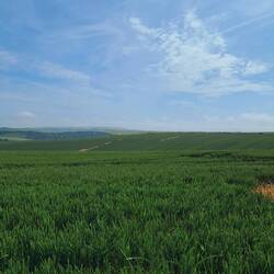 You'd be lost without a field pic