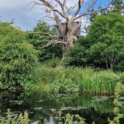 Tree hide. Is it to watch birds on the stand in the river?