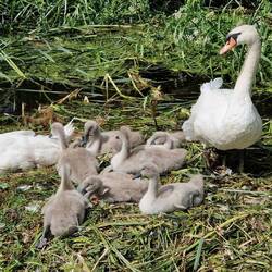 Swans and their Signets nesting on vegetation on the Montgomery canal