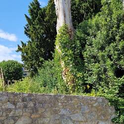 Tree carving in Trefonen