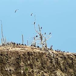 Birds nesting on rock outcrop