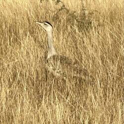 Bustard