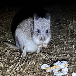 Night visitor - Bettong