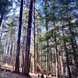 Forêt de Sugar Pine Trees