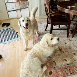 Happy dogs!