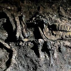 Which included 11 horses and 3 dogs