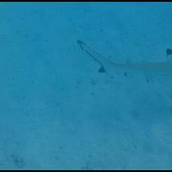 Schwarzspitzenriffhai