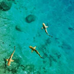 Wunderschöne Baby-Riffhaie