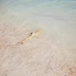 Auch die Babyhaie wissen den Traumstrand zu schätzen