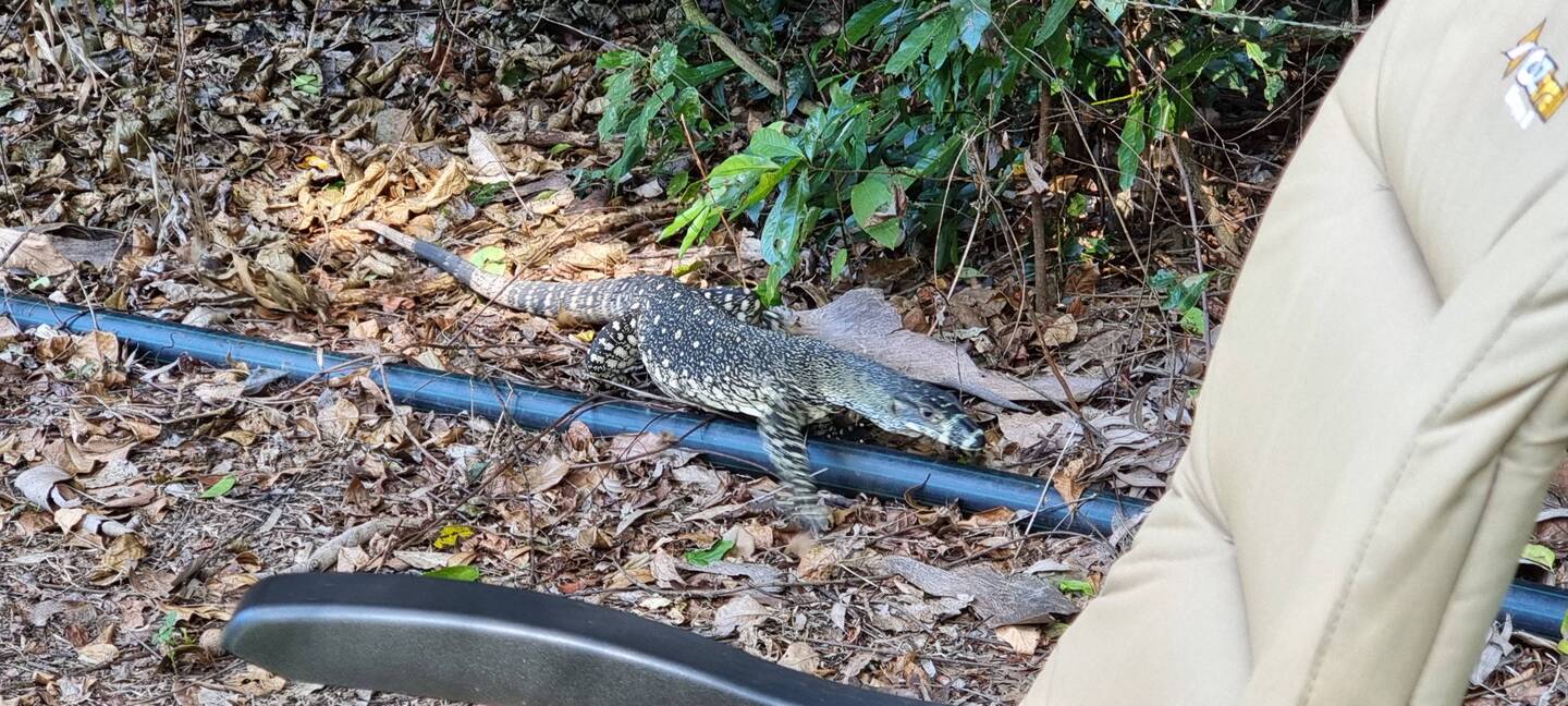 Bit of local fauna..