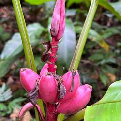 banana flower 1