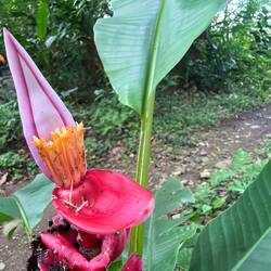 banana flower 2