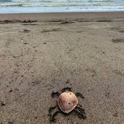 did not see a real one, so this is a selfmade one