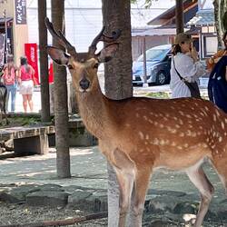 Deer wandered right up to you all over the island