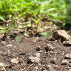 leaf cutter ants working
