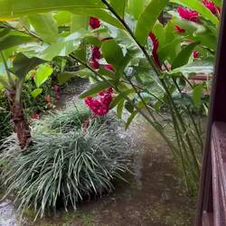 arrival rain
