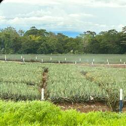 pineapple farm / Ananasplantage
