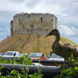 Photobombed by a duck