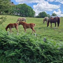 Foels passed on walk from Castell Dinas Bran to Wern Isaf farm campsite