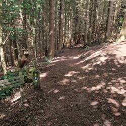 Well maintained woodland paths