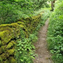 Interesting moss covered wall alongside path