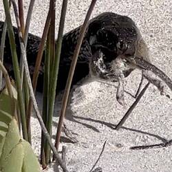 Snake eating a mouse