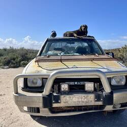 Cuttie, doing the rounds