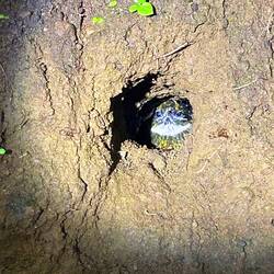 a young birdy waiting for food