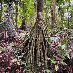 walking tree - it really moves an Inch per year