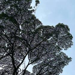 this tree lets sun light through for other plants