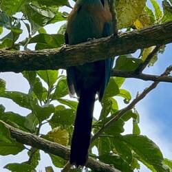 Lesson's Motmot / Diademmotmot